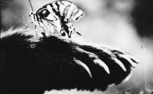 pp26 semiotic film