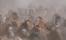 website apenasnaterra film